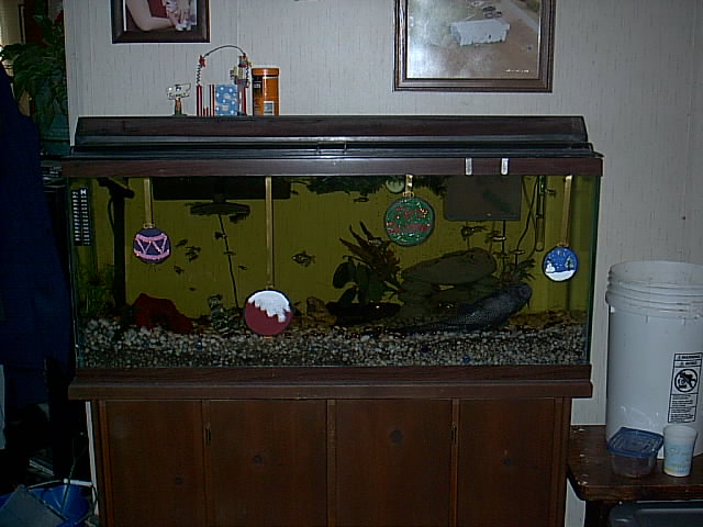 I got bored and decorated my tank for Christmas. Hope the fish enjoyed it!