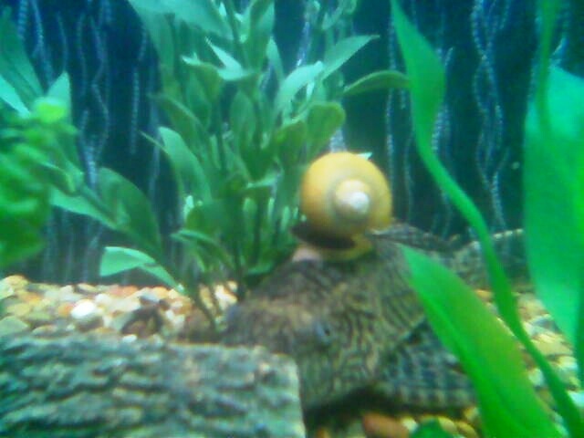 I guess the snail wanted to hitch a ride!