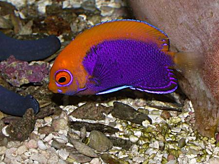 I had this fish for about 3 weeks to a month, one of my favorite all time fish. Unfortunately it aquired a taste for button polyps and SPS corals