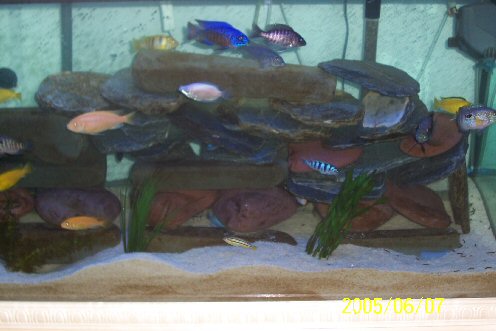 I have finally perfected my new 90 gal fw tank, mostly african cichlids..extremly viscious gourami is seen in this pic. He can only be with the cichli