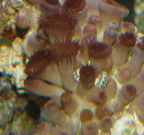 I have hitch hikes in my coral. I am wondering if they are good or bad.
