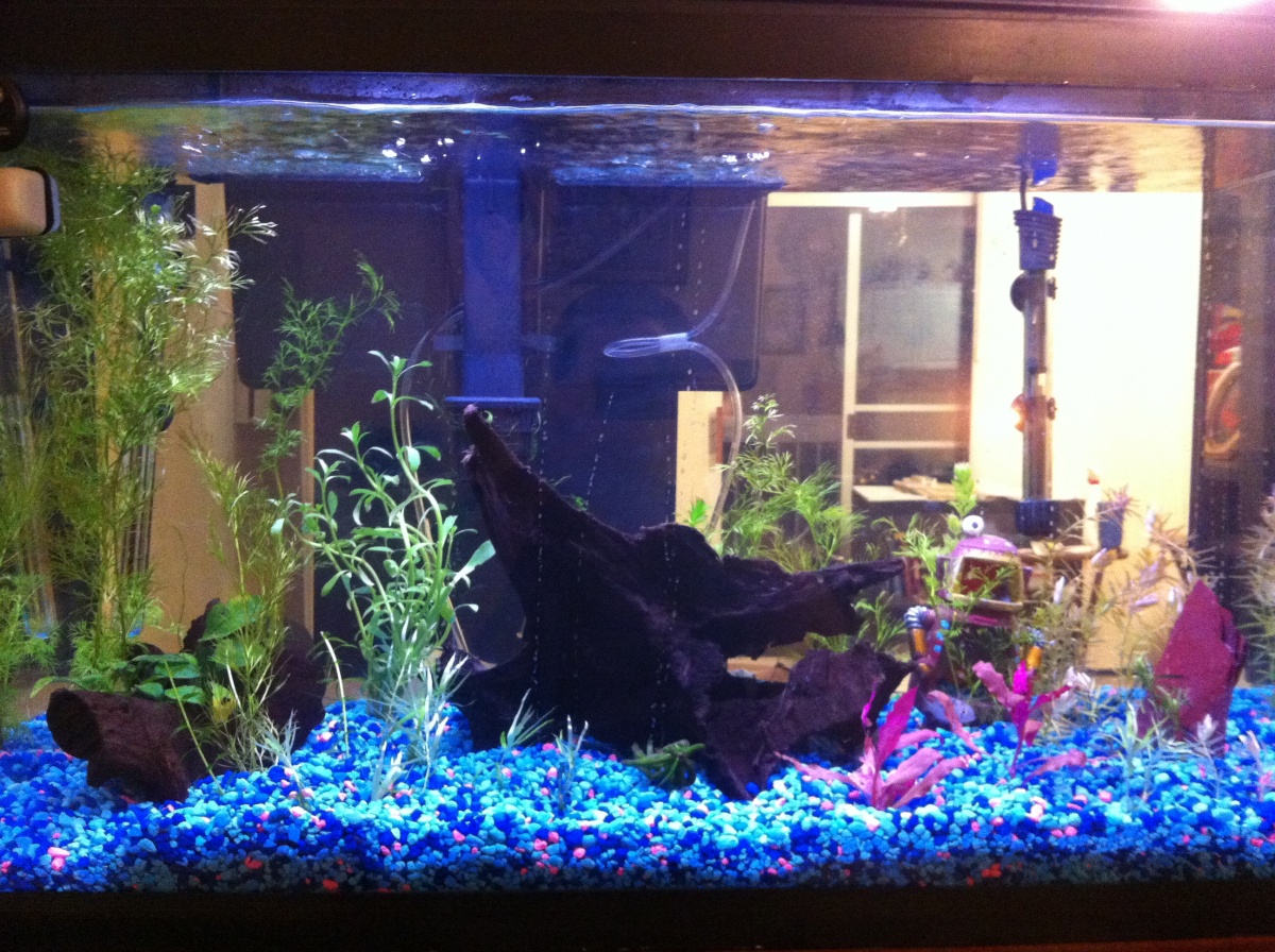 I just added the driftwood and all the live plants