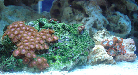 I just picked this that pink zoo on the left (70  polyps). Traded for a frag of my fuzzy neon green mushroom.