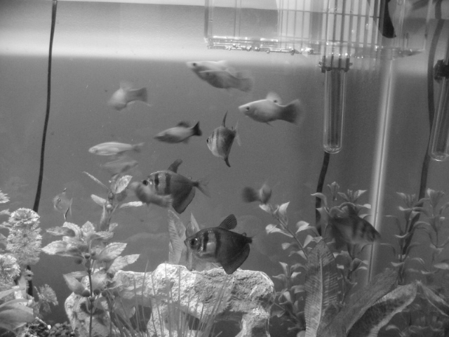 I just thought it would look weird in black and white... so i decided to take a pic.. very fancy eh