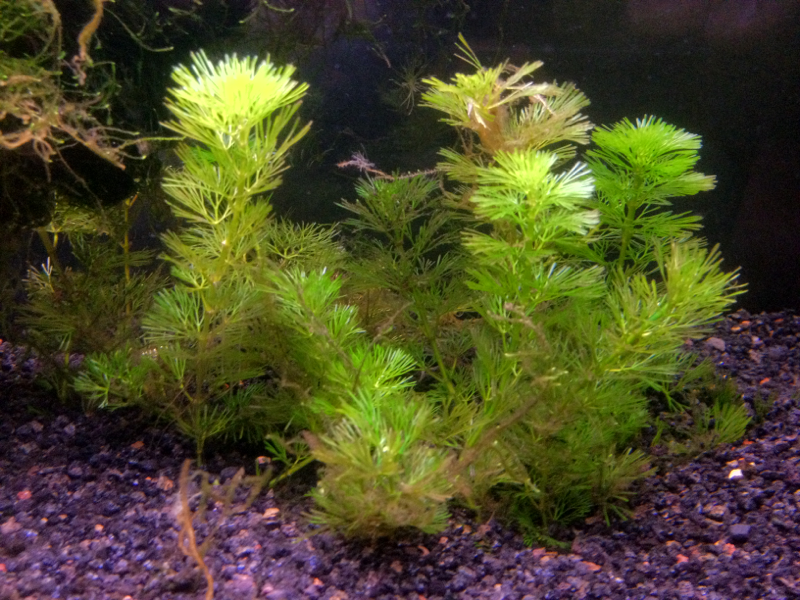 I keep the cambomba trimmed low; under a single 17 watt T8 the leggy stems tend to become brownish.