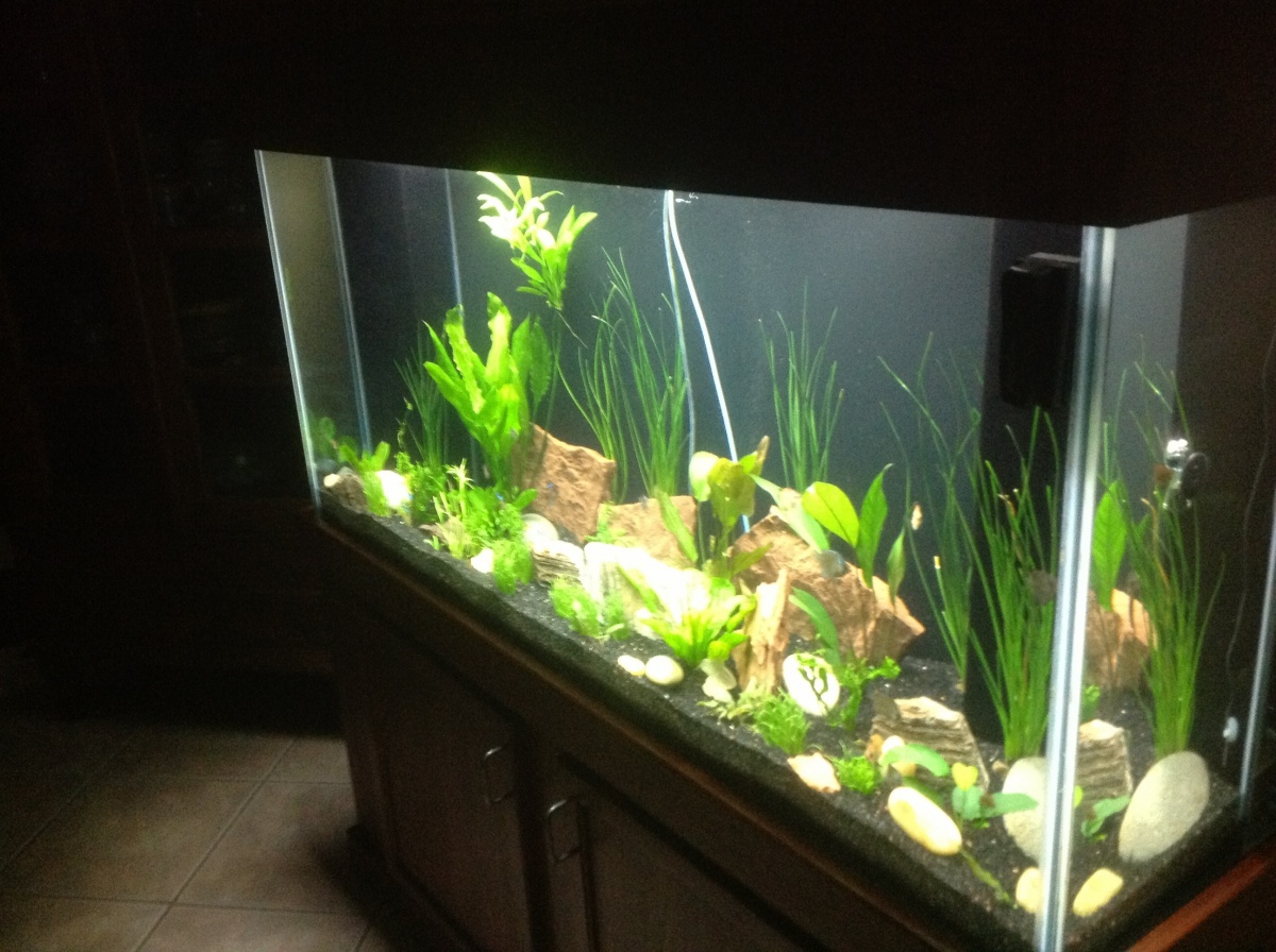 I let the plants acclimate to the tank for 3 weeks, and then I completed filling the tank. In this photo, there are no fish yet, but the plants are do