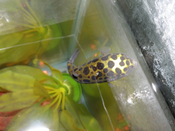 I love green spotted puffer fish