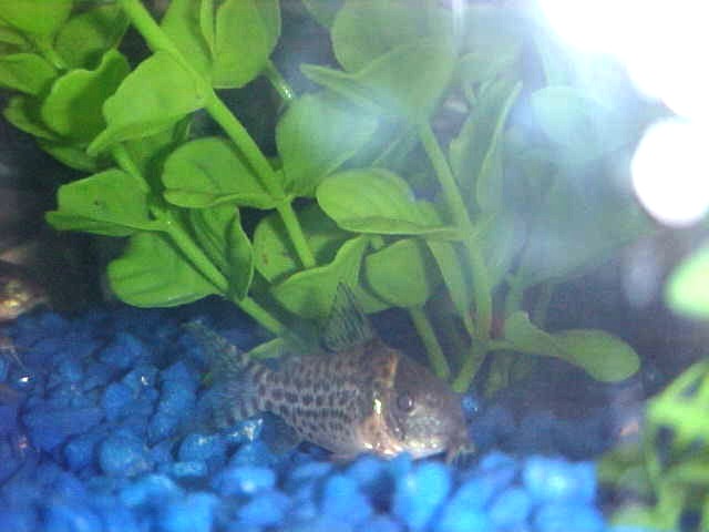 I love my Corys!  This is one of my bolder ones who likes to pose for pics.