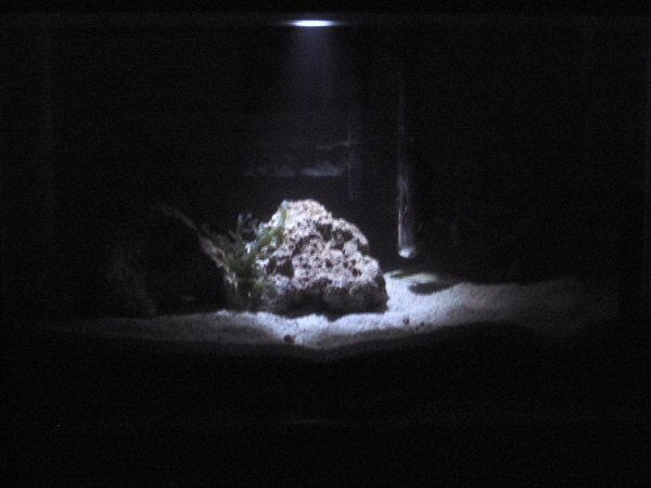 I love that lunar light thing.  This is what it looks like in my tank.