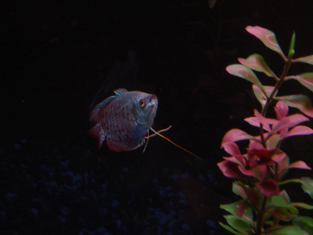 I named my boyfriends two gouramis chip and dale because well, the one in this picture has a "chip" out of his fin... and well, because im a nerd =o)