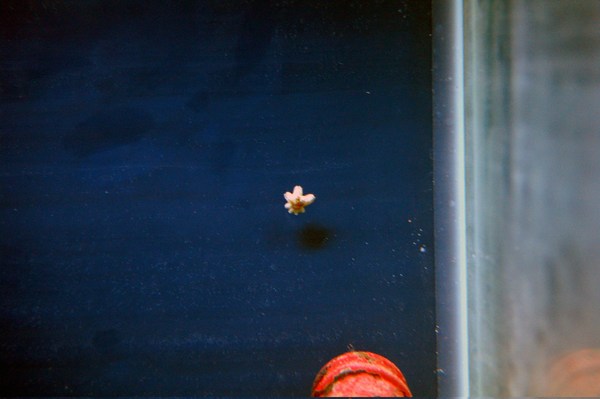 I saw this cute little asterina star the morning after I put everything in the tank