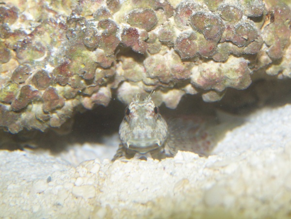 "I see you!!!" lol this is my lawnmower blenny does anyone else like this fish whenever someone looks into my tank they see him and no one likes him l
