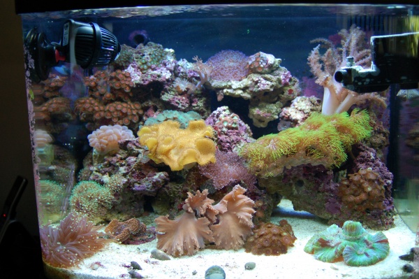 I thought I would start out by putting a picture of what my tank looks like today as of 6/7/2010

The tank will be a year old on August 1st.

Enjoy th