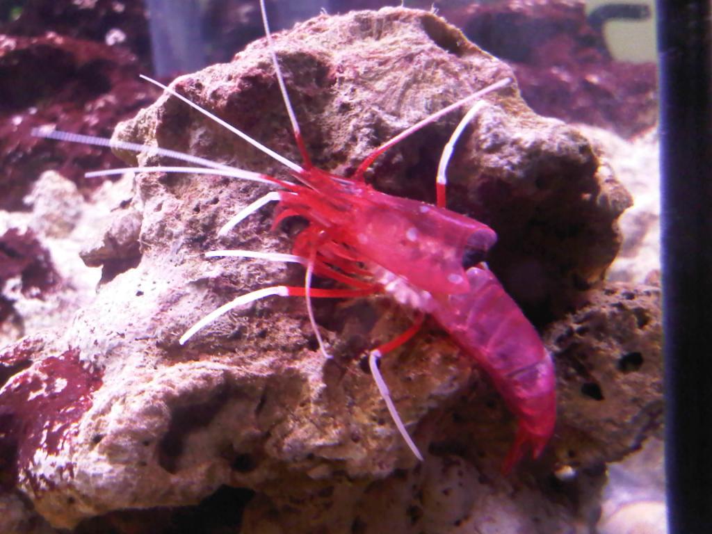 I thought it had died during the night bc of my scary LFS experience. I saw it hiding in its cave a few seconds later.