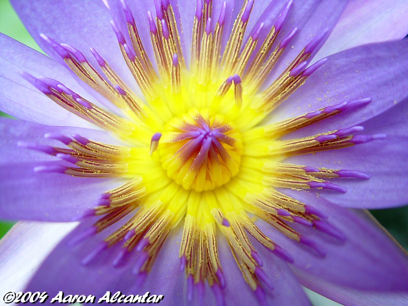 I took this picture of a beautiful water lily at the Botanical Garden here in Fort Wayne, IN.