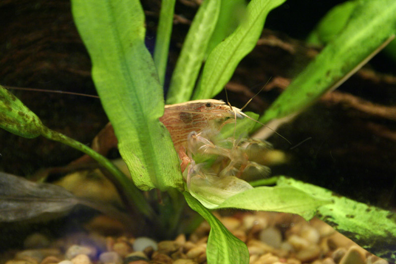 I used to have this awesome shrimp for a few months, but he died.  I think he didn't have enough food.