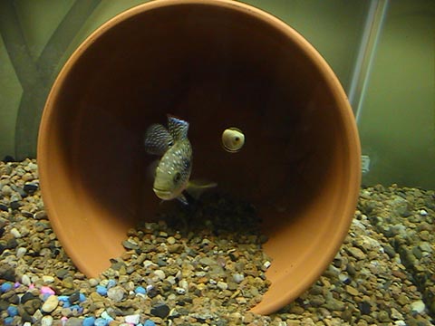 I was taking a pic of my oscar hiding behind a pot and up swam mr. JD... One's camera shy, and the other I can't keep out of pics... lol