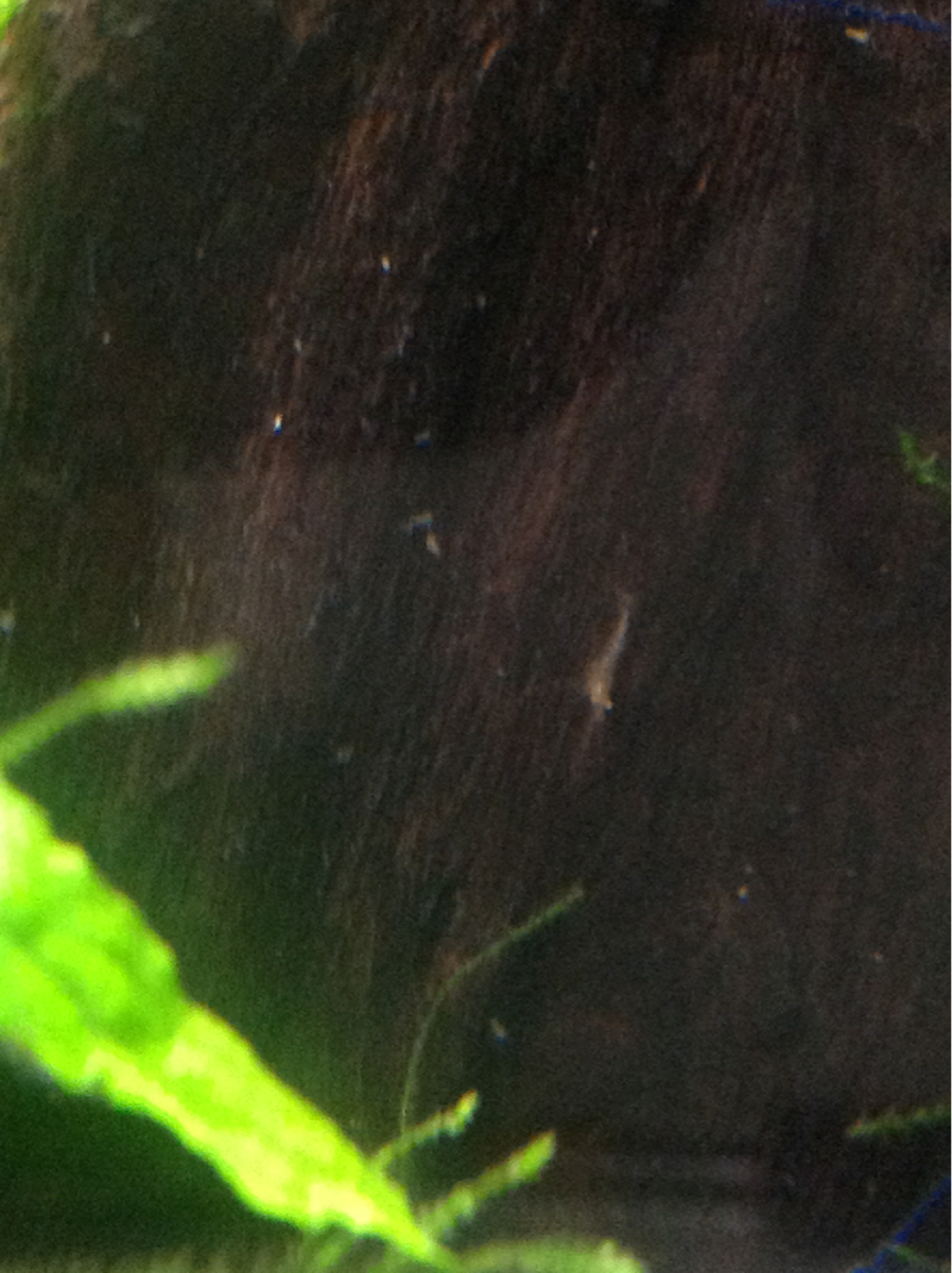 I'm a proud owner of baby shrimp
