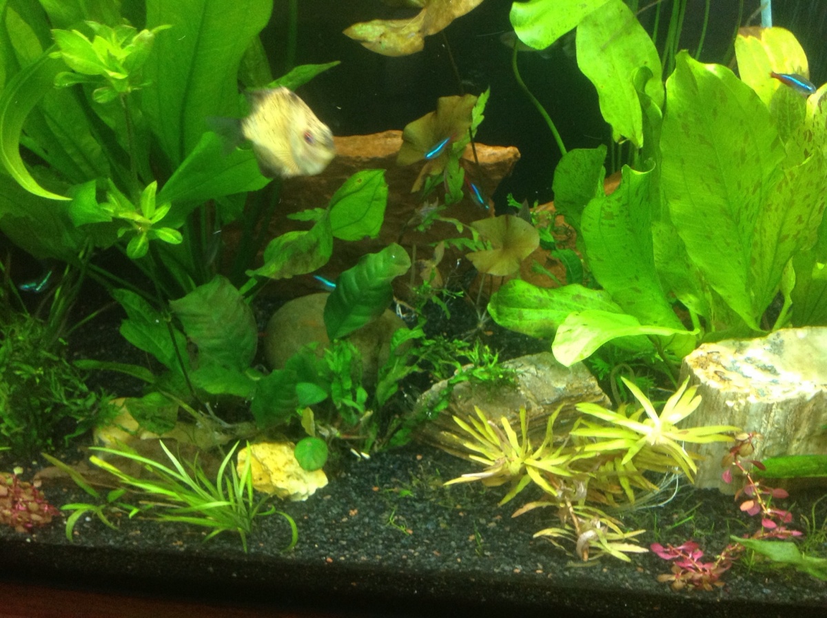 image: After 8 weeks, the plants were stable and now I was able to add my first discus fish. I get my fish from a local breeder to avoid the middle ma