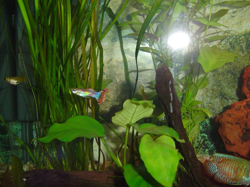 Image shows one male guppy, one male gourami and one female guppy.