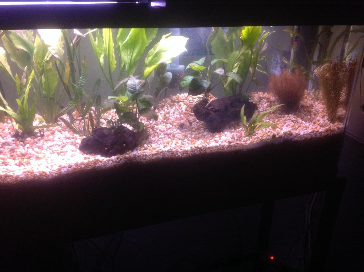 image: Tank has cleared after 48 hours. I am now slowly bringing the tank temp up to 82 degrees.