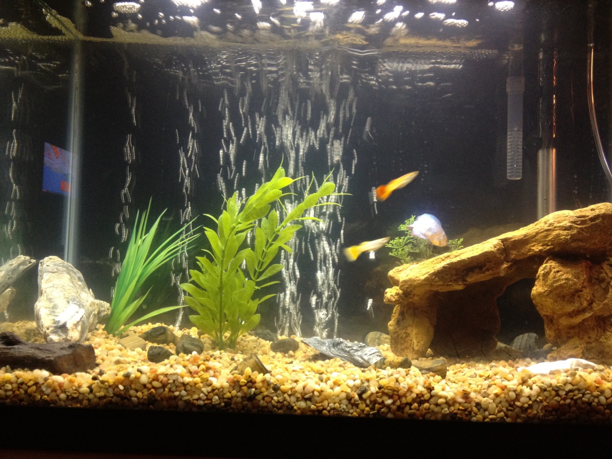 In this picture the tank is stocked with 1 blue dwarf gourami, 2 fancy guppies, and 1 black mystery snail.