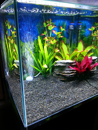 Isometric view of tank. Cycling is finished, and have juvenile female convict of 4.25cm, all alone in tank. She won't share tank with any other fish. 