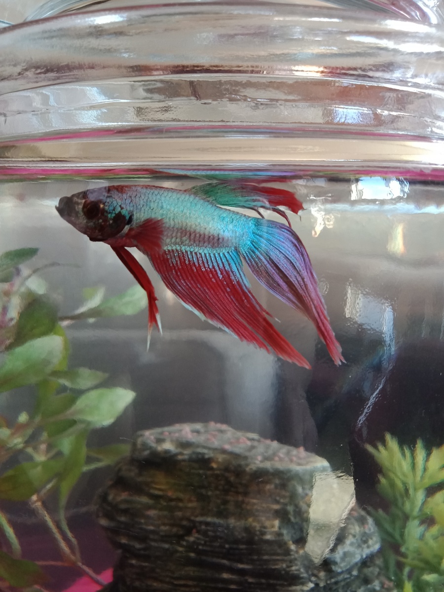 It all started with “Flasher” the fighting fish in a 1 gallon cookie jar $25 worth. After a week I decided he needed more room & a filtered tank! $100