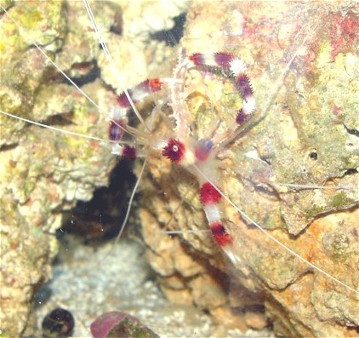 It looks like my coral banded shrimp found him something to eat!