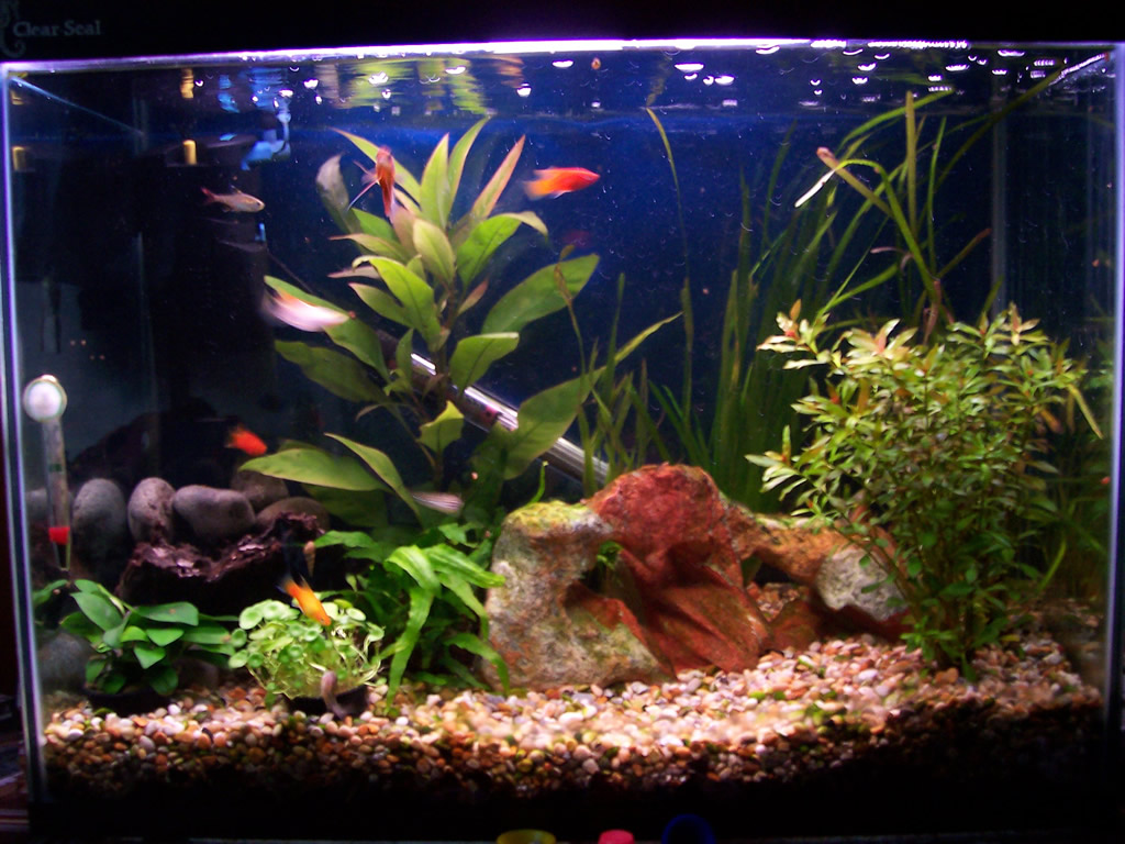 Ive added a sheltered area on the left made from a flatish piece of bogwood and some pebbles to hold it in place.

Fish:
6 peppered cory's
2 sunset dw