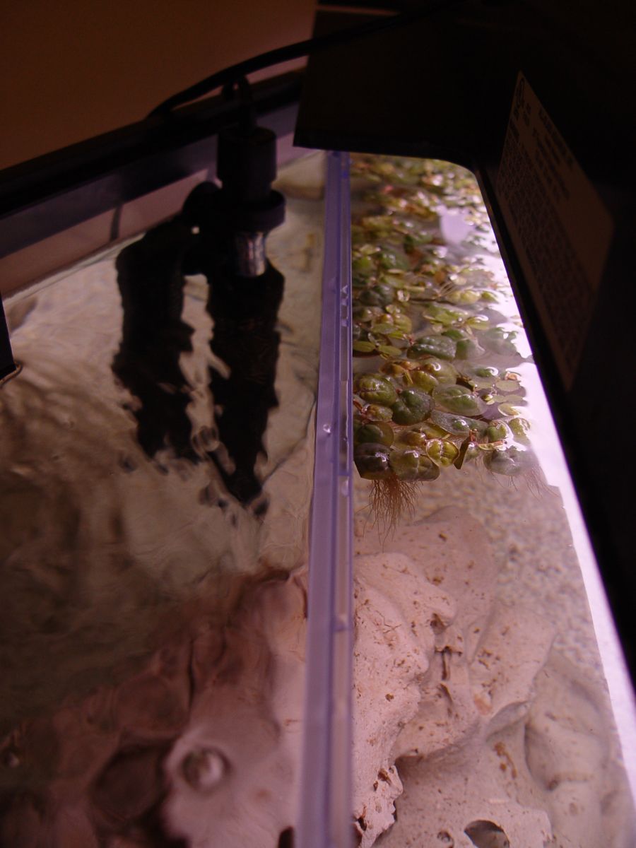 I've got this floating plant in my crayfish tank.  One plant they will never attack!  I've set up this neat divider (made from the plastic back of a g