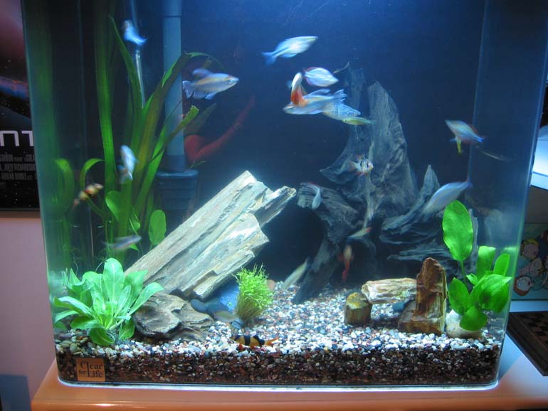 I've had this up for a little over a month.  Lots of fish.  I feel that something's missing in the tank.  Can you figure it out?