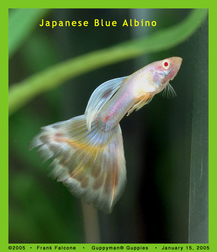 Japanese Blue Albino