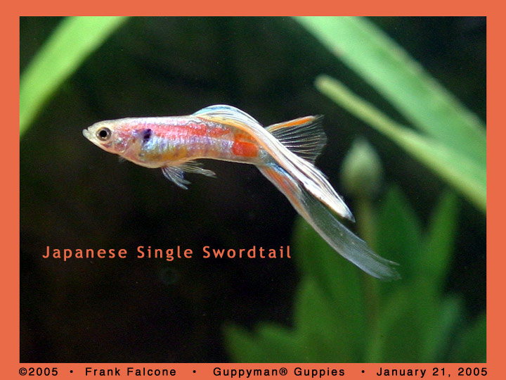 Japanese Single Swordtail