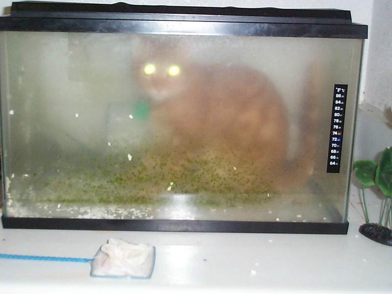 Joke photo of our cat enjoying an empty 10 gallon tank