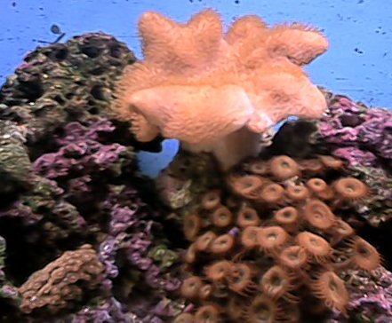 jpg pic of a leather and 2 diffrent polyps
