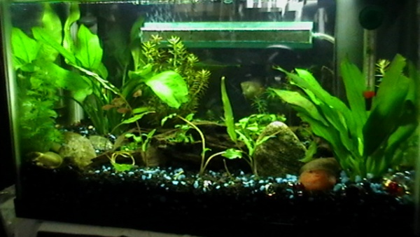 june 8, 2011..got my new additions today...6 ember tetras. now my female gourami is not alone...from SM and HN1. Another tank view...