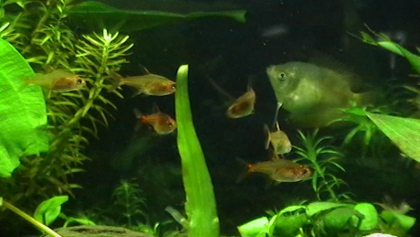june 8, 2011..got my new additions today...6 ember tetras. now my female gourami is not alone...from SM and HN1.