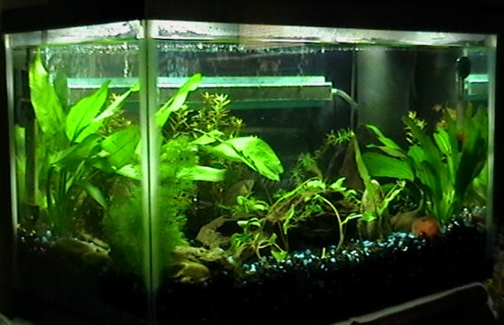 june 8, 2011..got my new additions today...6 ember tetras. now my female gourami is not alone...left side tank view.