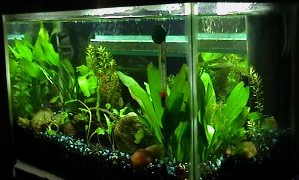 june 8, 2011..got my new additions today...6 ember tetras. now my female gourami is not alone...right side tank view.
