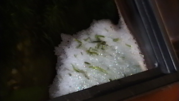 June 9, 2011 night time..my gwarf gourami was making a bubble nest, although he is alone in the tank....weird?