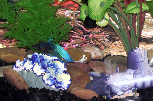 Just a pic of Benny (my Betta) swimming around his tank.