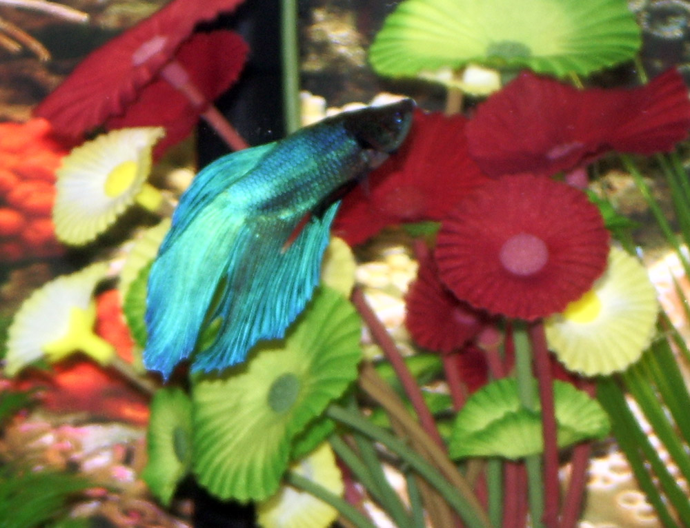 Just another pic of my Betta Benny in his tank.