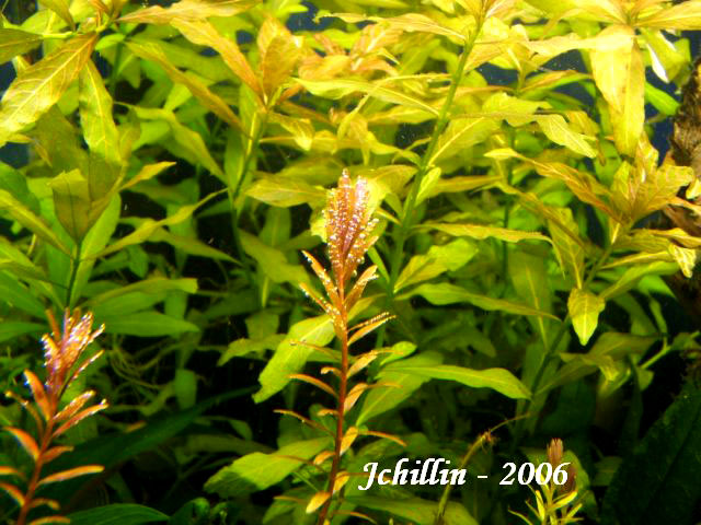 Just gott love it when the Rotala's are pearling.