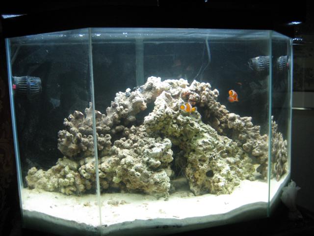 Just has a pair of false clowns and a cleaner shrimp plus my CUC