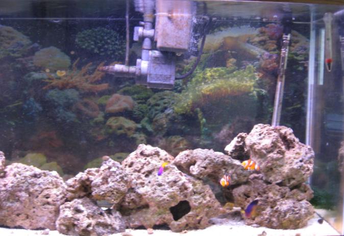 Just my boring ol' 55 gal FOWLR..   two clowns, a coral beauty and a royal gramma.
