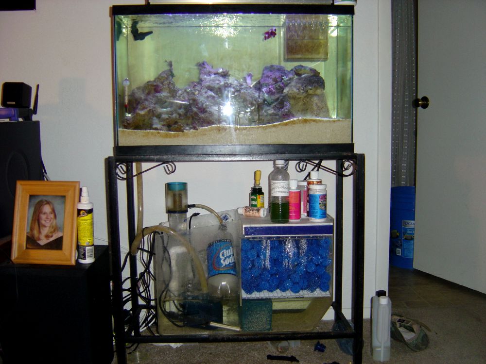 Just starting out, this was my 29. Tank is about 2 months old in this photo. I eventually bought a new black wooden stand, new lighting & about 50 mor