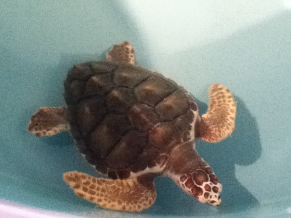 Juvenile Loggerhead Sea Turtle