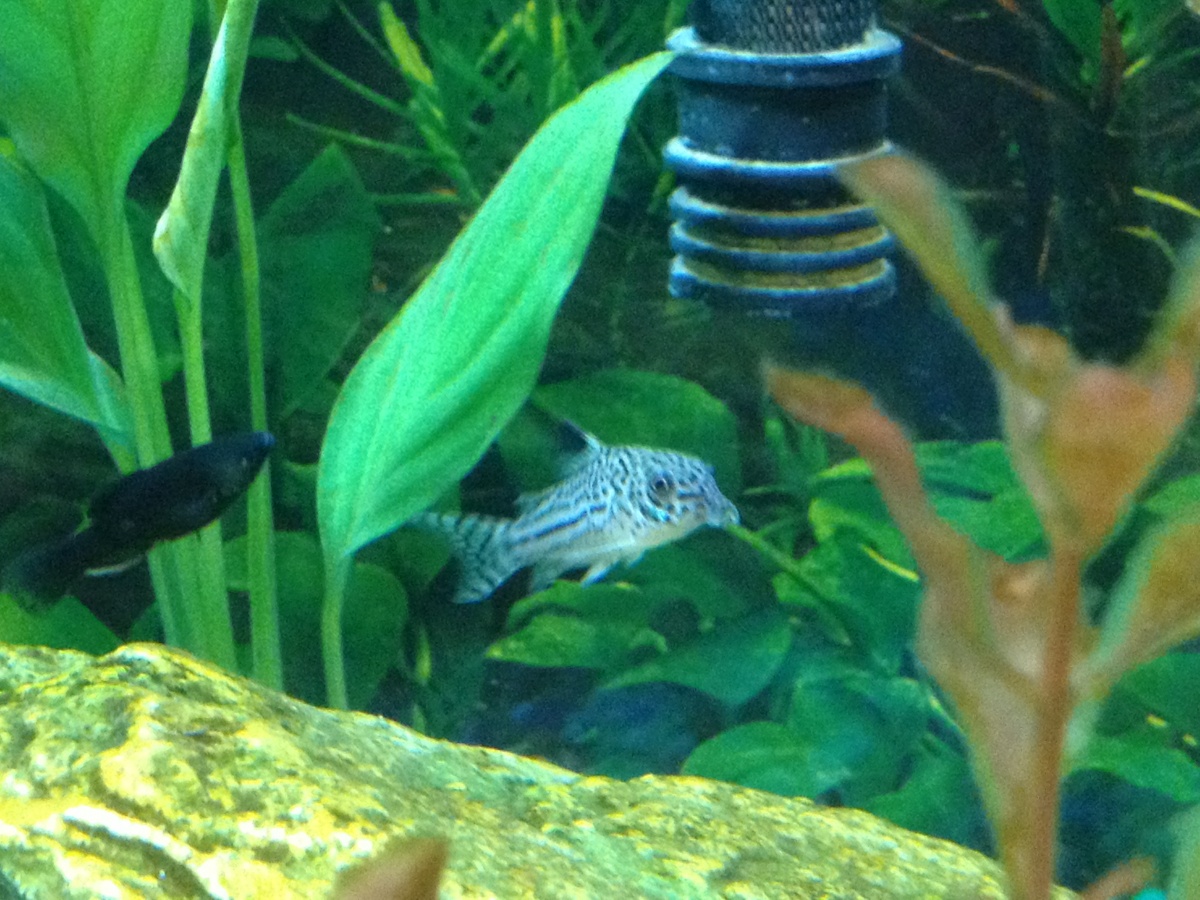 Juvenile Sailfin Molly.  Julli's have sense been moved to the sand tank where they are much happier!