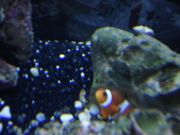 "King" The Percula Clownfish